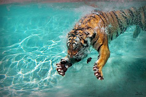 Tiger Claws Parimatch